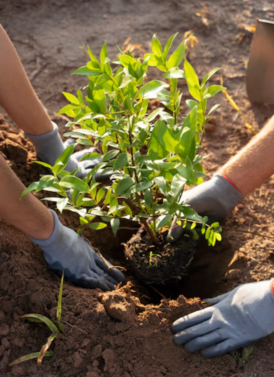 वृक्षारोपण उपक्रमातील झाडे टिकतात का? यावर, संशोधन होणे&nbsp;आवश्यक..!